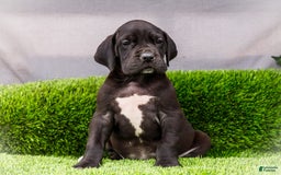 Great Dane dogs for sale: Jasper - Image 1