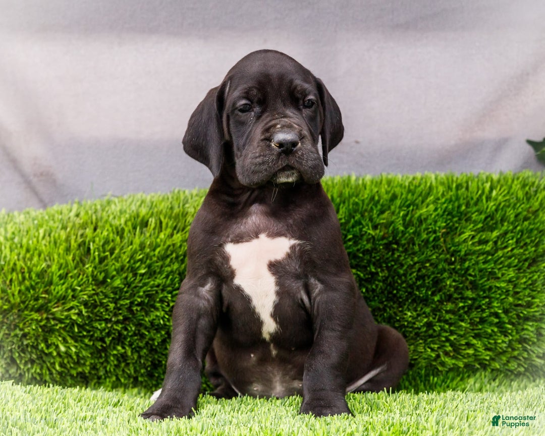 Great Dane dogs for sale: Jasper - Image 1