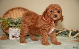 Mini Goldendoodle dogs for sale: Spencer - Image 4