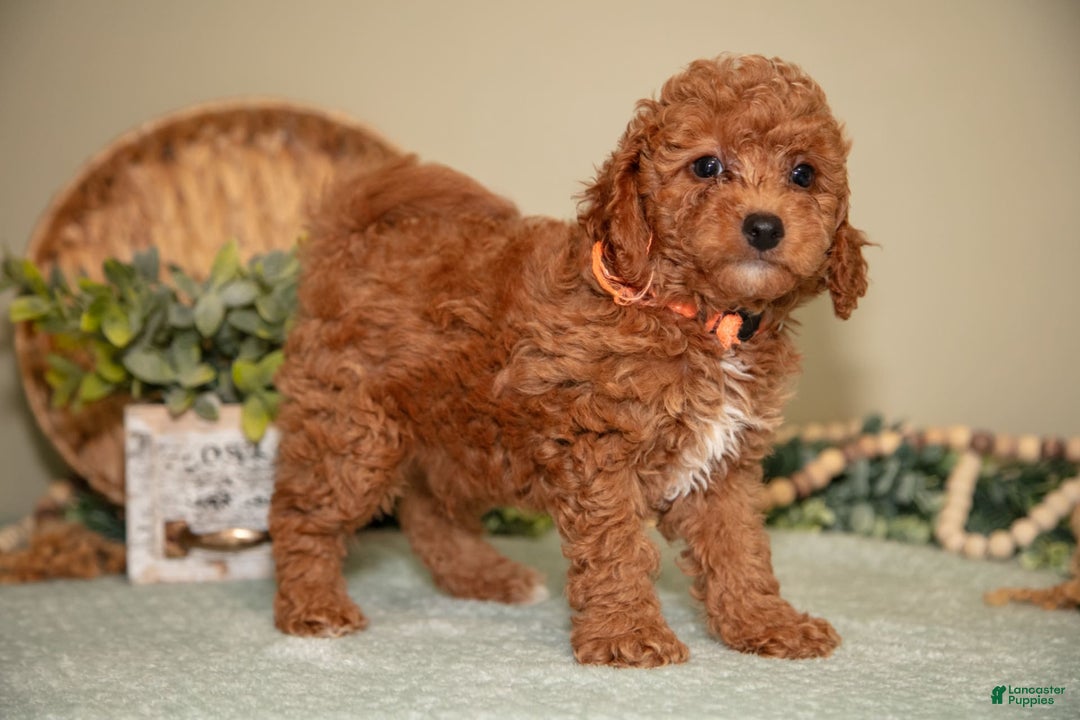 Mini Goldendoodle dogs for sale: Spencer - Image 4