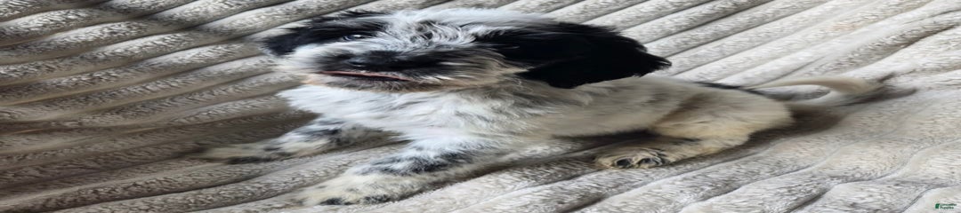 Echo