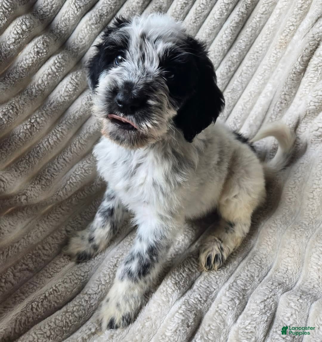 Dalmatian dogs for sale: Echo - Image 2