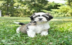 Shih Tzu dogs for sale: Shih Tzu 2 puppies - Image 10