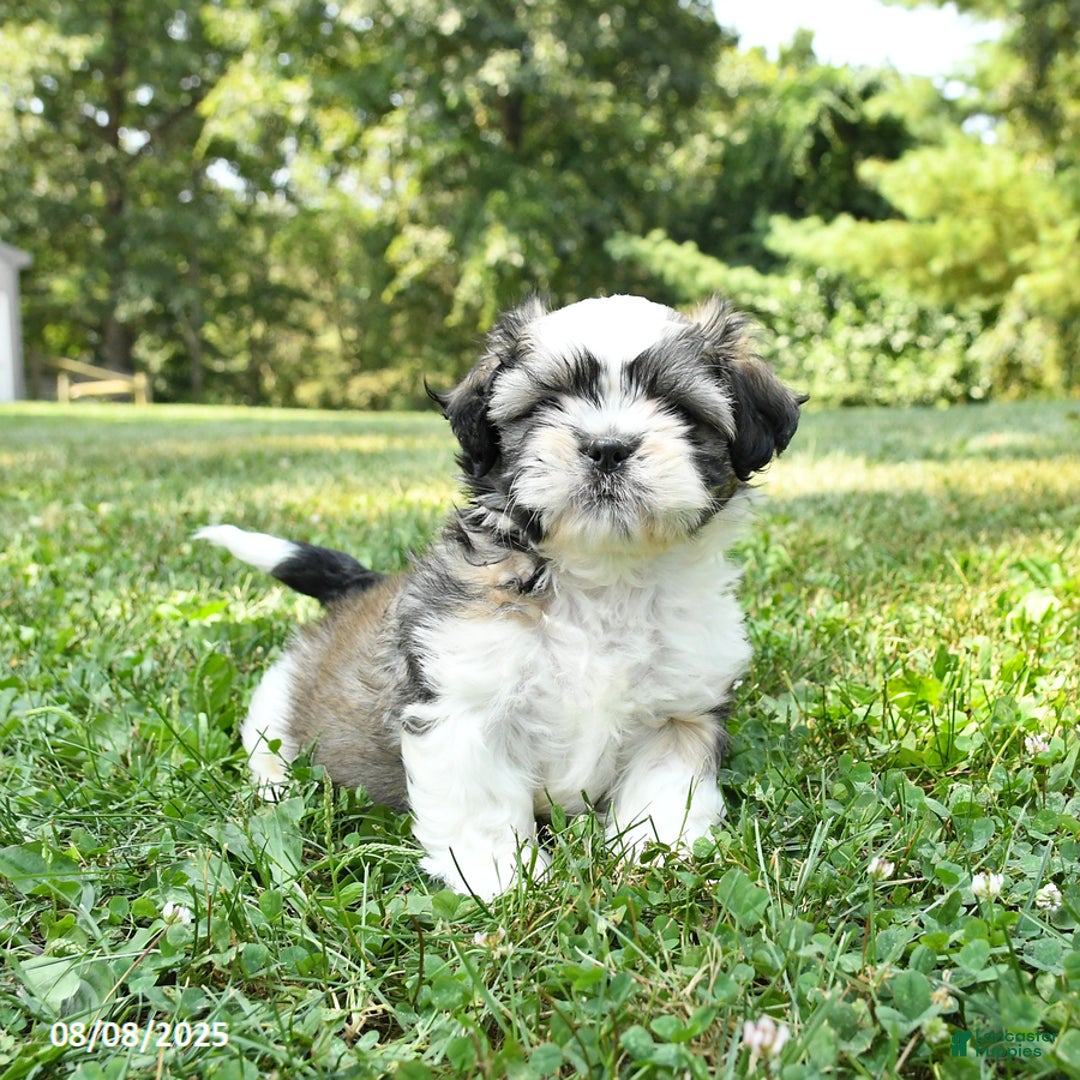 Shih Tzu dogs for sale: Shih Tzu 2 puppies - Image 10