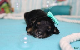 Mini Bernedoodle dogs for sale: Alice - Image 5