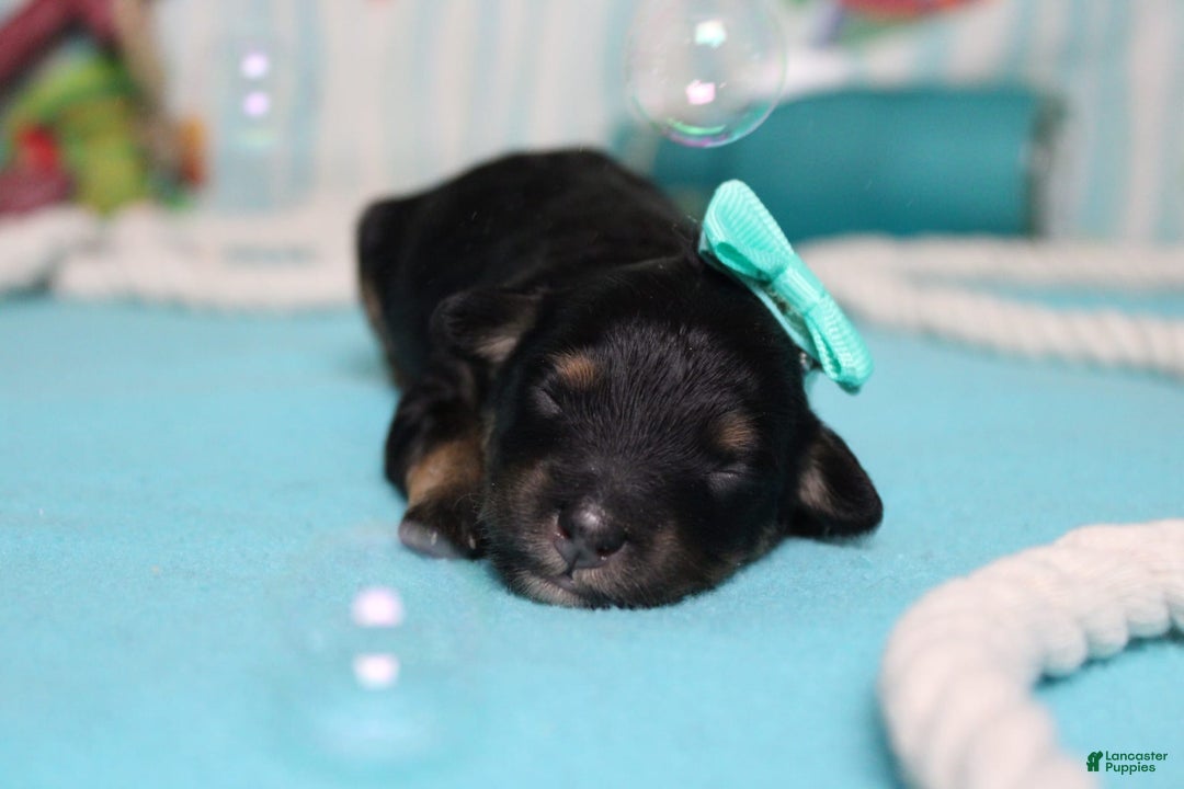 Mini Bernedoodle dogs for sale: Alice - Image 5