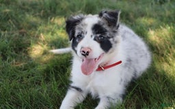 Border Collie dogs for sale: Stetson - Image 3