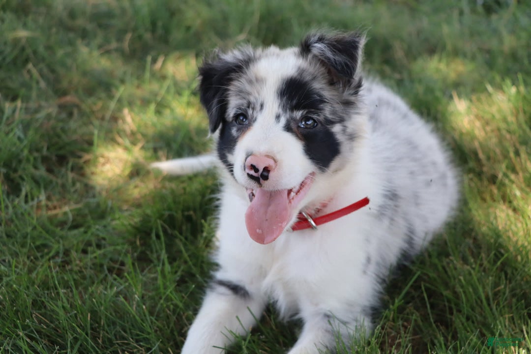 Border Collie dogs for sale: Stetson - Image 3