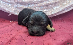 Cockapoo dogs for sale: Nigel - Image 8