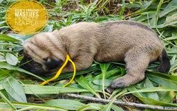 English Mastiff dogs for sale: Maple - Image 3