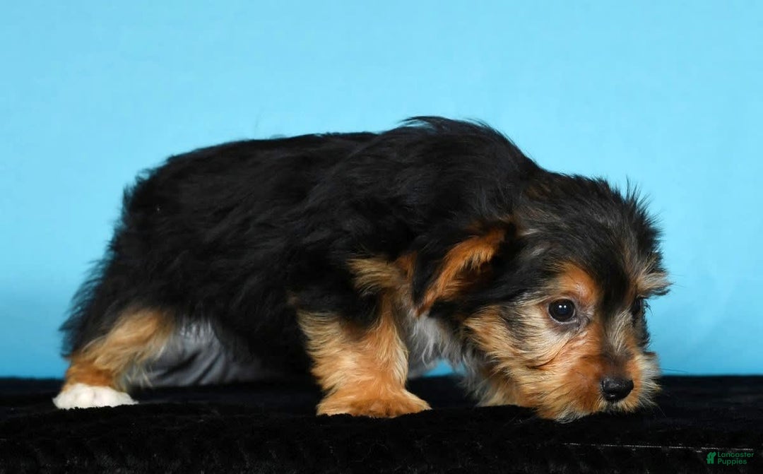 Yorkshire Terrier dogs for sale: Jimmy - Image 6