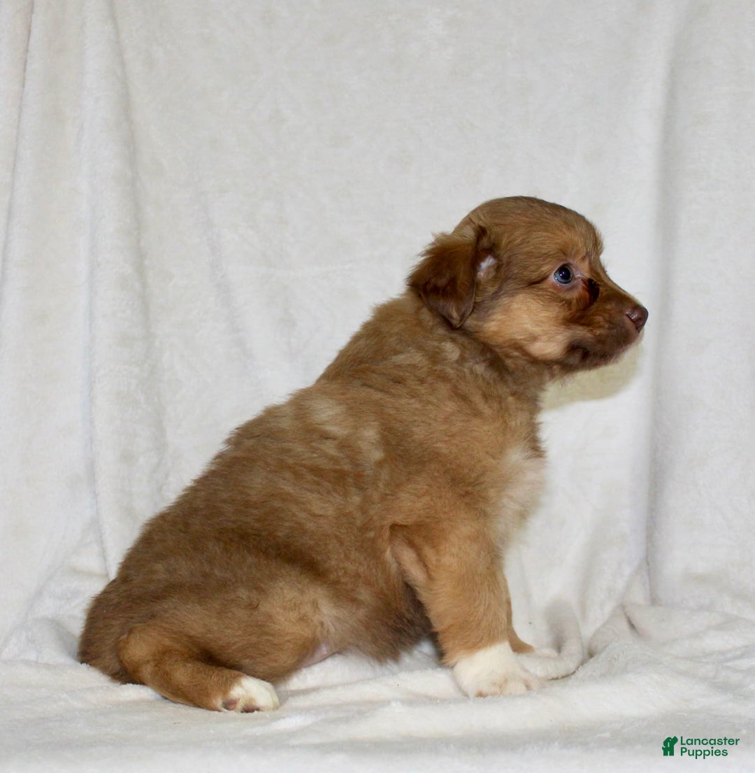 Australian Shepherd dogs for sale: Sally - Image 5
