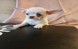 Chihuahua dogs for sale: Lord - Image 2