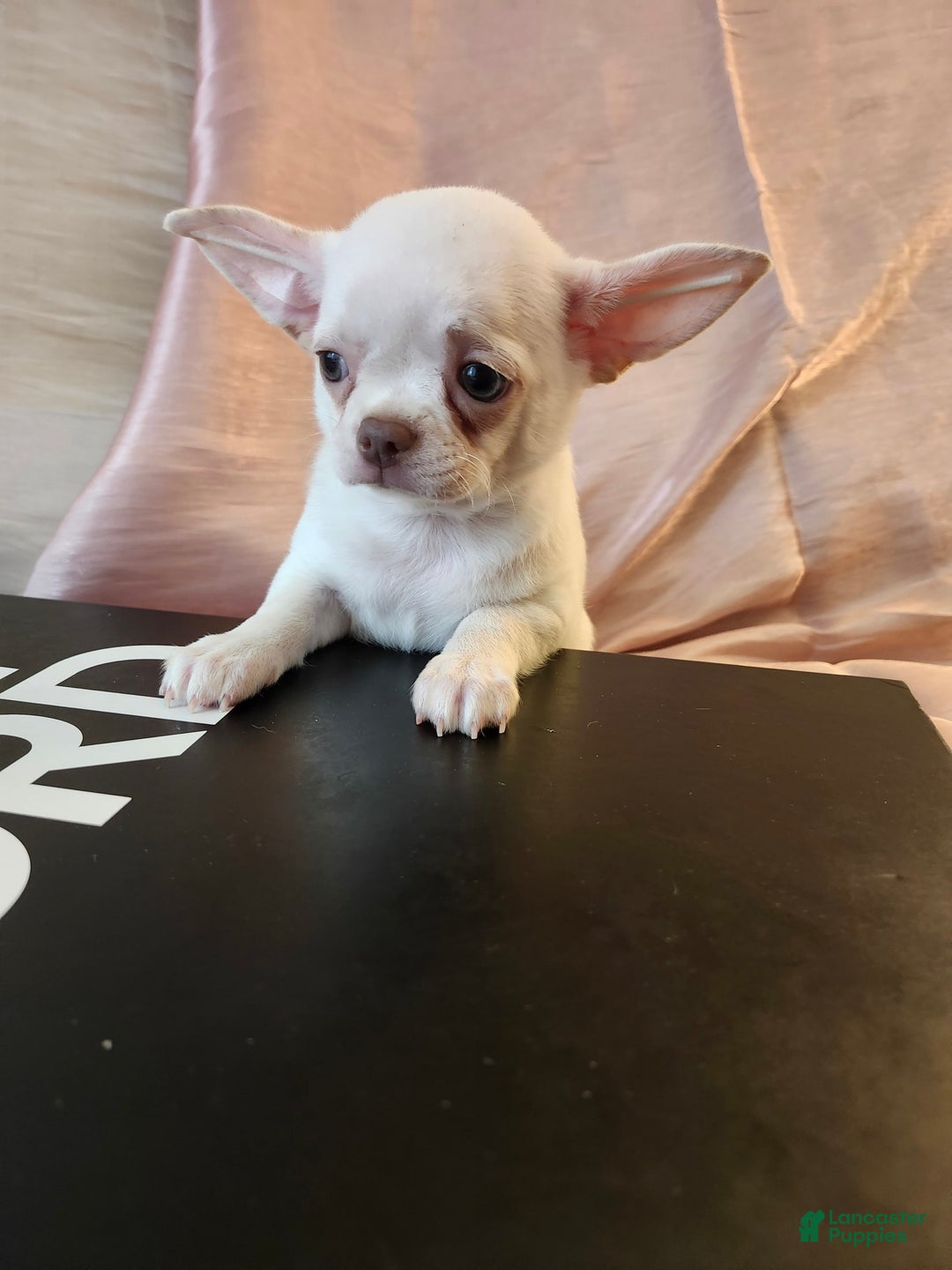 Chihuahua dogs for sale: Lord - Image 2
