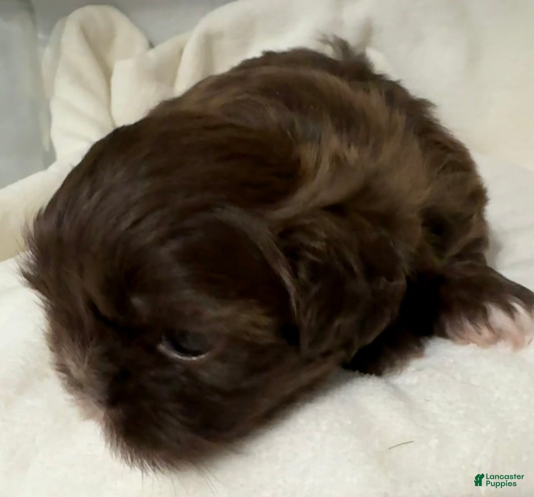 Shih Tzu dogs for sale: Kaylee - Image 17