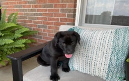 Labrador Retriever dogs for sale: Bella - Image 4