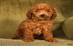 Mini Goldendoodle dogs for sale: Ranae - Image 5