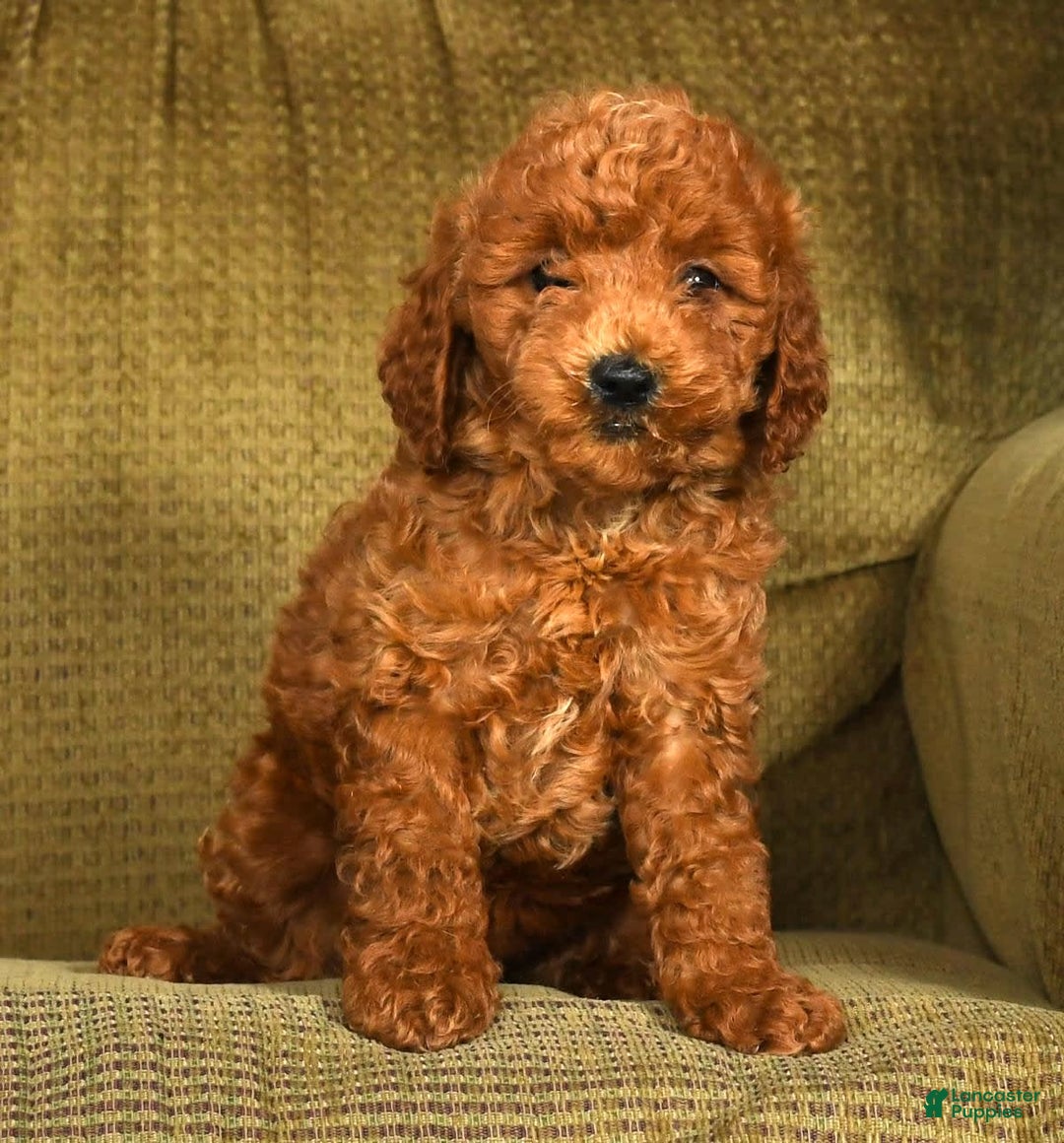 Mini Goldendoodle dogs for sale: Ranae - Image 5