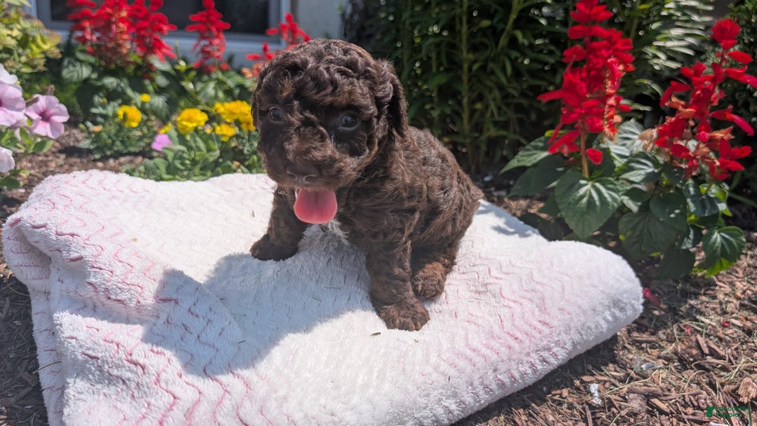 Toy Poodle dogs for sale: Zion - Image 12