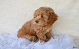 Cockapoo dogs for sale: Cockapoo 5 puppies - Image 25