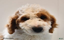 Mini Goldendoodle dogs for sale: Dallas - Image 25