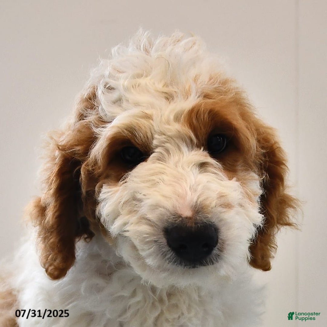 Mini Goldendoodle dogs for sale: Dallas - Image 25