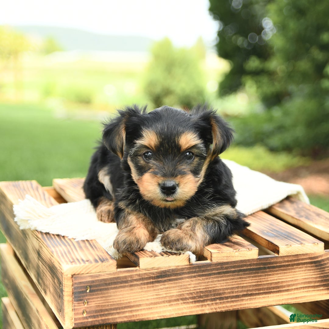 Yorkshire Terrier dogs for sale: Barkley - Image 1