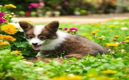 Welsh Corgi Pembroke dogs for sale: Teeka Fluffy - Image 18