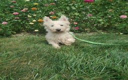 West Highland Terrier dogs for sale: Ollie - Image 10