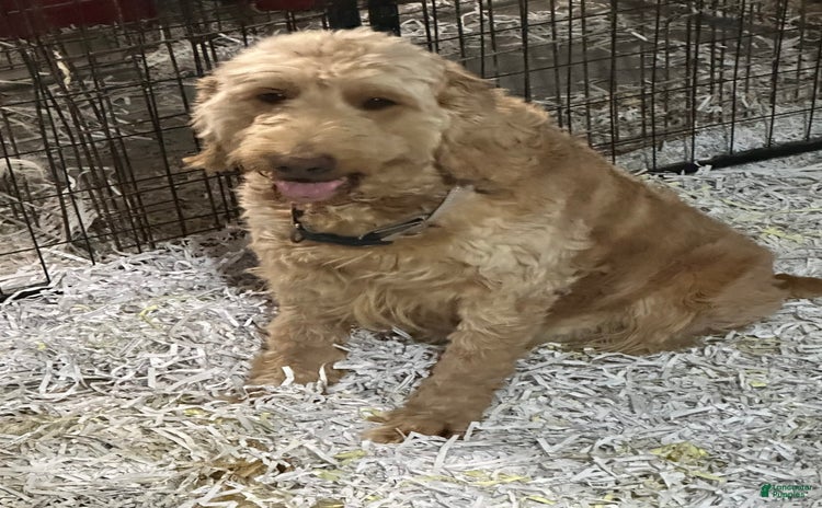 Goldendoodle dogs for sale - Ad 4
