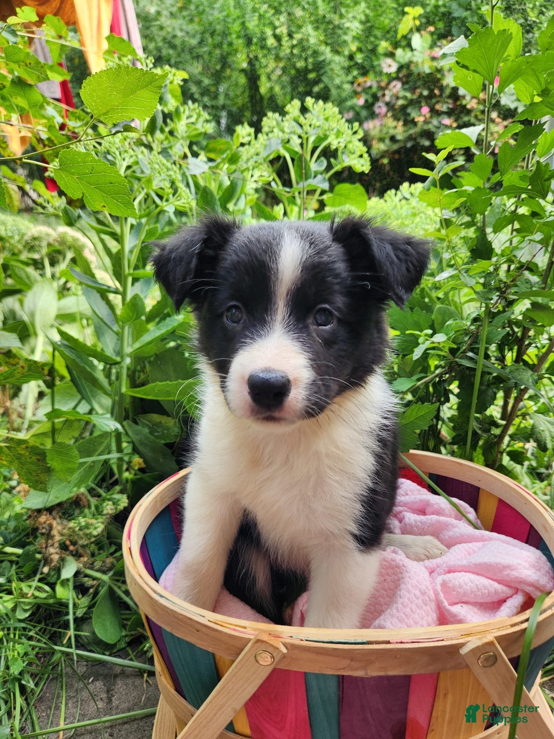 Border Collie dogs for sale: Dasiy - Image 1
