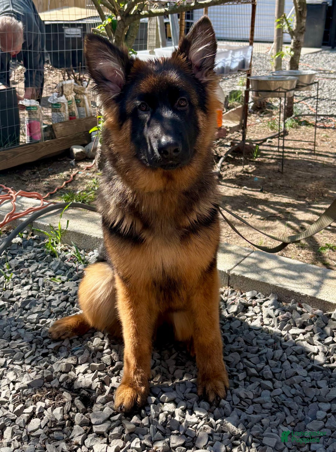 German Shepherd dogs for sale: Branch - Image 2