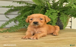Golden Retriever dogs for sale: Max - Image 5