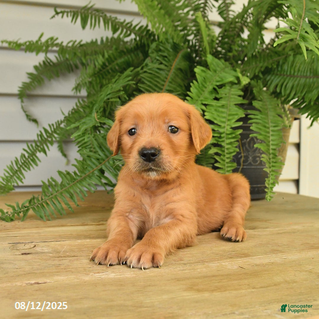 Golden Retriever dogs for sale: Max - Image 5
