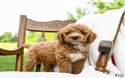 Toy Poodle dogs for sale: Moose - Image 3