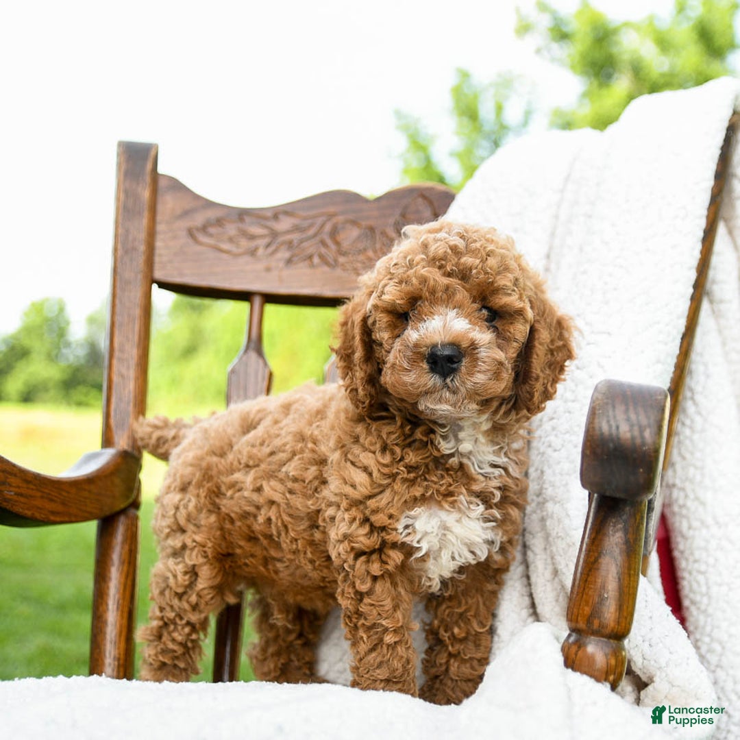 Toy Poodle dogs for sale: Moose - Image 3