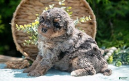 Mini Bernedoodle dogs for sale: Kendra - Image 4