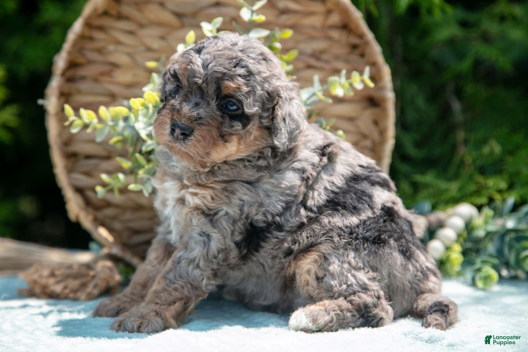 Mini Bernedoodle dogs for sale: Kendra - Image 4