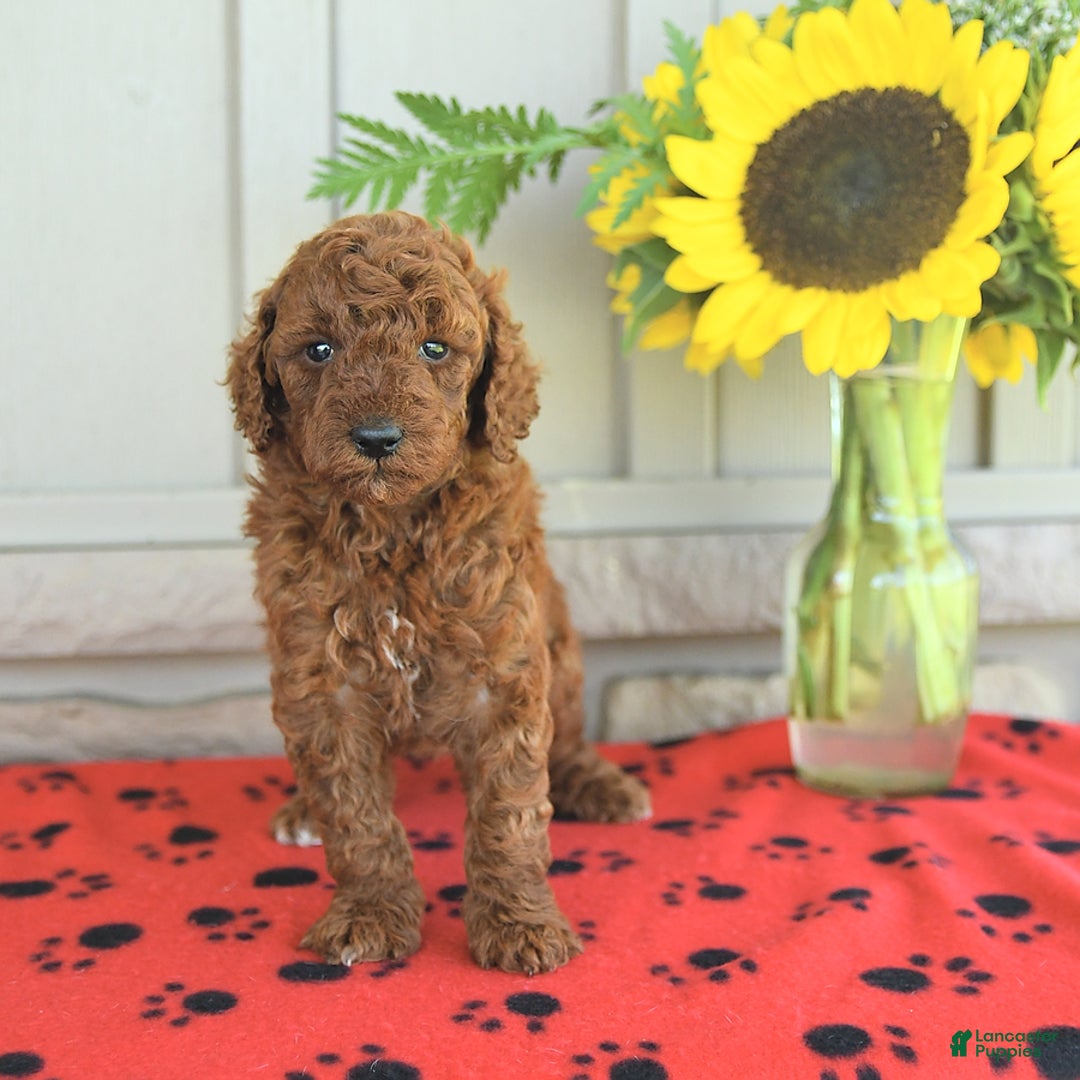 Mini Goldendoodle dogs for sale: Ursa - Image 6