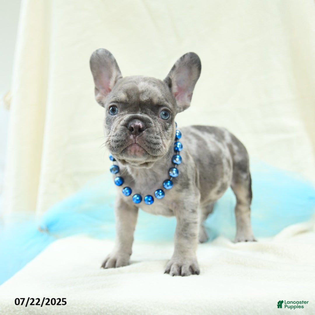 French Bulldog dogs for sale: Enzo Akc - Image 3