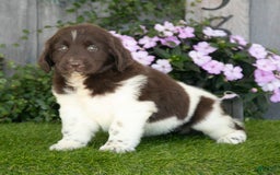 Newfoundland dogs for sale: Willow - Image 2