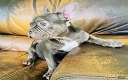 French Bulldog dogs for sale: Buddy - Image 23