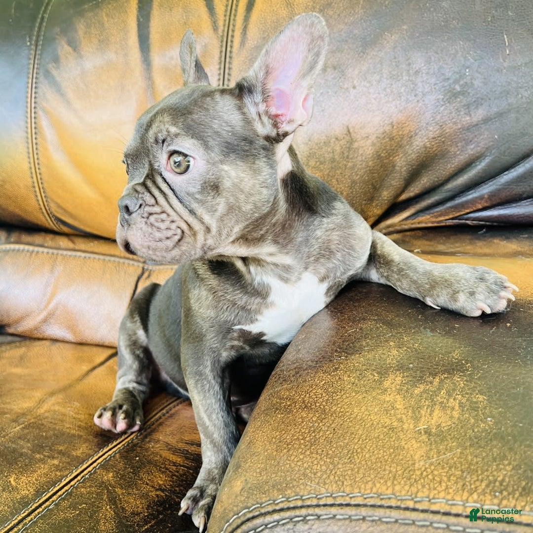 French Bulldog dogs for sale: Buddy - Image 23