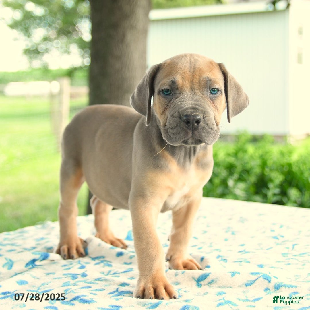Cane Corso dogs for sale: Haden - Image 1