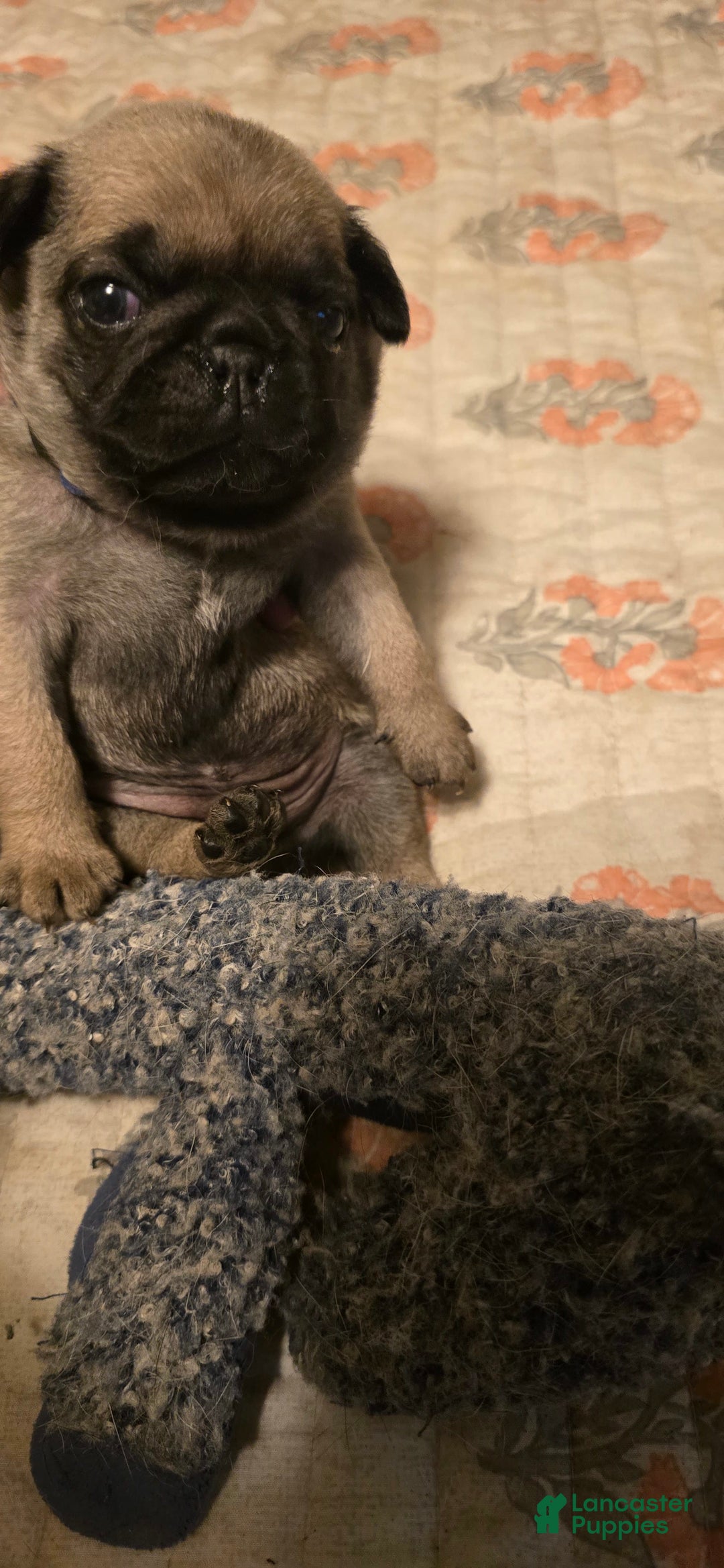 Pug dogs for sale: Dwight - Image 14