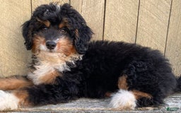 Mini Bernedoodle dogs for sale: 💜 In Boston Massachusetts 💜 Traditional Tri Color 💜 Mini Bernedoodle 💜 - Image 11