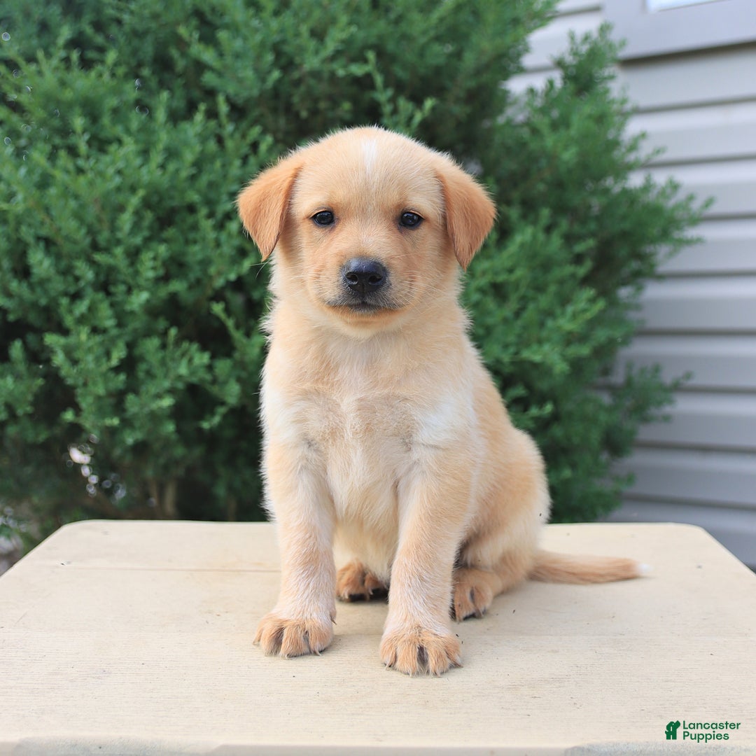 Labrador Retriever dogs for sale: Labrador Retriever 8 puppies - Image 4