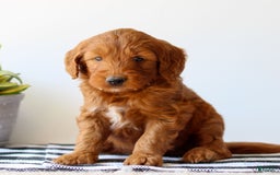 Goldendoodle dogs for sale: Rusty - Image 2
