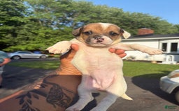 Jack Russell Terrier dogs for sale: Sydney - Image 5