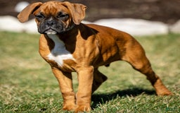 Boxer dogs for sale: Bear - Image 7